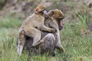 Simiiformes Gallery: Barbary Macaques -Macaca sylvanus-, adult and young, captive, Rhineland-Palatinate, Germany