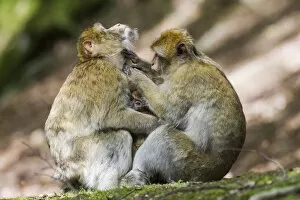 Old World Monkey Gallery: Barbary Macaques -Macaca sylvanus-, captive