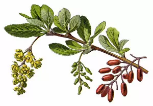 Images Dated 13th December 2017: barberry