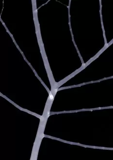 Branches Collection: Bare branch, X-ray