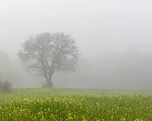 Bare-branched tree and rape field, fog, Schoenau, Lower Austria, Austria, Europe