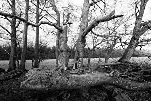 Intertwined Collection: Bare and gnarled old beech trees