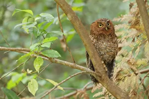 Images Dated 12th June 2015: Bare-shanked Screech-Owl
