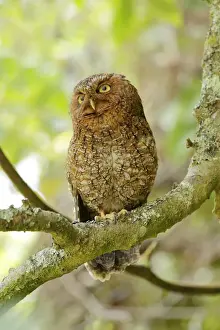 Raptor Prints: Bare-shanked Screech Owl