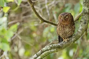 Raptor Prints: Bare-shanked Screech Owl