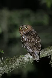 Images Dated 19th April 2017: Bare-shanked Screech Owl