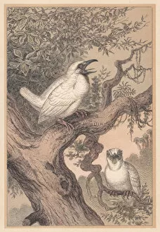Images Dated 5th November 2017: Bare-throated bellbird (Procnias nudicollis), hand-colored lithograph, published in 1888