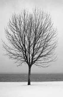 Bare tree all alone