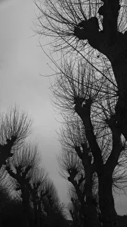 Images Dated 23rd December 2017: Bare trees in Wimbledon Park, London, United Kingdom