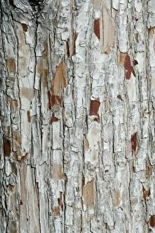 Images Dated 3rd January 2012: Bark, Baden-Wuerttemberg, Germany, Europe
