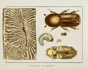 Bark Beetle Bostrichus typographus insect illustration 1897