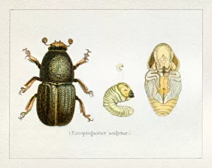 Insect Lithographs Collection: Bark Beetle Eccopogaster scolytus insect illustration 1897
