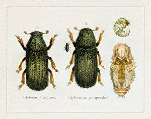 Bark Beetle Hylesinus minor insect illustration 1897