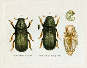 Insect Lithographs Collection: Bark Beetle Hylesinus minor insect illustration 1897