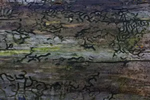 Broken Prints: Bark Beetle -Scolytinae- larval galleries, Germany
