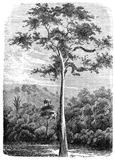 Images Dated 12th September 2016: Bark cloth tree, antiaris, false iroko, false mvule or upas tree (antiaris toxicaria)