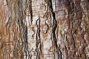 Bark, old Redwood -Sequoioideae-, Baden-Wuerttemberg, Germany, Europe