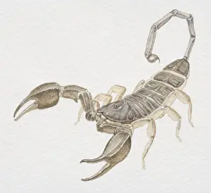 Arachnid Prints: Bark Scorpion, Centruroides exilicauda, front view