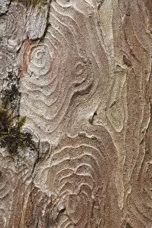 Bark of a Sycamore -Acer pseudoplatanus-, Upper Bavaria, Bavaria, Germany, Europe