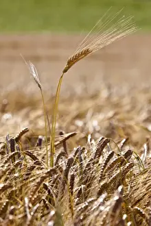 Acre Prints: Barley ear (Hordeum vulgare)