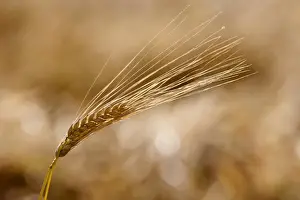 Grain Prints: Barley ear (Hordeum vulgare)