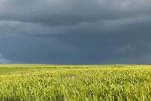 Barley field -Hordeum vulgare- against a dark gray sky, Thuringia, Germany