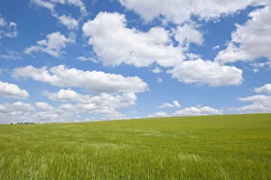 Images Dated 17th June 2012: Barley field -Hordeum vulgare- in spring with blue sky and cumulus clouds, Thuringia, Germany