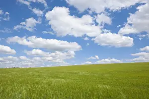 Corn Crop Prints: Barley field -Hordeum vulgare- in spring with blue sky and cumulus clouds