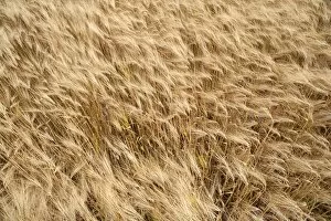 Images Dated 22nd June 2014: Barley field, ripe Barley -Hordeum vulgare-, Bavaria, Germany