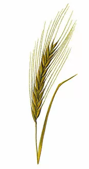 Images Dated 25th November 2018: Barley (Hordeum vulgare)
