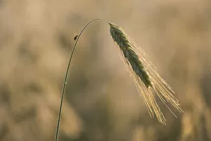 Images Dated 7th July 2013: Barley -Hordeum vulgare-, ear with morning dew, Thuringia, Germany