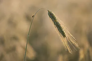 Images Dated 7th July 2013: Barley -Hordeum vulgare-, ear with morning dew, Thuringia, Germany