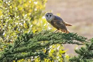 Images Dated 6th September 2015: Barn Owl