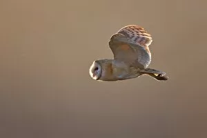 Images Dated 26th October 2011: Barn Owl