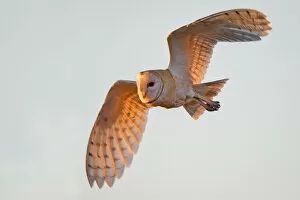 Images Dated 27th October 2011: Barn Owl
