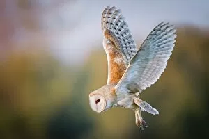 Images Dated 31st October 2011: Barn Owl