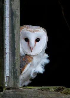 Images Dated 15th December 2012: Barn Owl