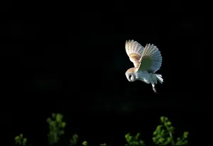 Prints of A barn own hovering over it's prey against a dark background Beautiful Bird Species Prints: Barn Owl Hunting