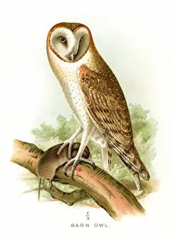 Barn owl lithograph 1897