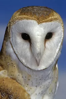 Images Dated 21st May 2012: barn owl portrait against blue sky