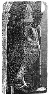 Images Dated 23rd June 2016: Barn Owl (Strix flammea)