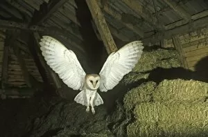 Images Dated 30th December 2009: Barn Owl -Tyto alba- in flight in a barn