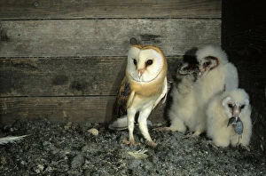 Barn Owl -Tyto alba- shortly after delivering a shrew to a young bird