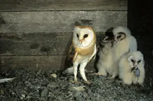 Nestling Prints: Barn Owl -Tyto alba- shortly after delivering a shrew to a young bird