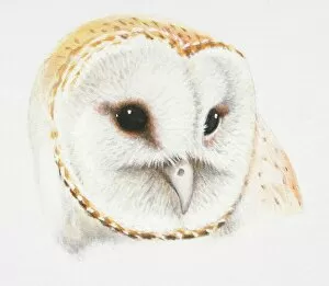 Feathers Collection: Barn Owl, Tyto alba, front view