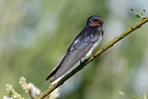 Barn Swallow -Hirundo rustica-, Mecklenburg-Western Pomerania, Germany
