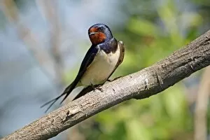 Images Dated 19th May 2012: Barn Swallow -Hirundo rustica-, Burgenland, Austria, Europe