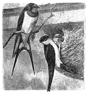 Barn Prints: Barn swallow (hirundo rustica) and common house martin (Chelidon urbica)