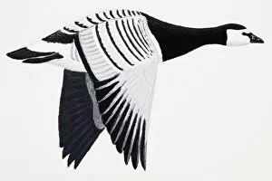 Images Dated 2nd March 2007: Barnacle Goose (Branta leucopsis), adult