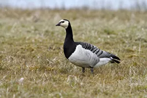 Images Dated 8th April 2012: Barnacle Goose -Branta leucopsis- on a meadow, Lauwersmeer National Park, Lauwers Sea, Holland